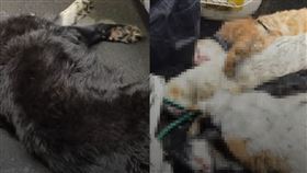 三重區,新北,火警,老翁,濃煙,焦屍,婦人,鄰屋,遺體,貓屍,飼主,寵物,貓,狗▲圖片描述。（圖／翻攝畫面）