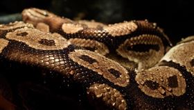 蟒蛇。（示意圖／PIXABAY）