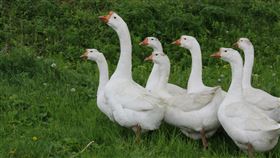 雲林縣東勢鄉1鵝場主動通報確診H5N1亞型高病原性禽流感。（示意圖／unsplash）