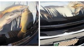 中國遼寧一名男子竟在汽車引擎蓋下方蓄水養魚，水中魚群清晰可見，引發網友熱議。（圖／翻攝自微博）