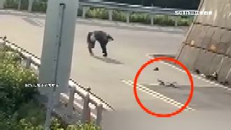 滑板玩家武嶺溜滑板飆下山　沿途車嚇狂閃