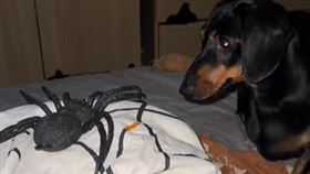 一隻臘腸犬碰到蜘蛛玩具，立刻進入戰鬥模式，全力守護主人的安全。（圖／翻攝自tiktok＠DJ ZANDER）