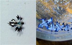 藍海龍蛞蝓。（圖／翻攝自泰國海洋與沿岸資源部臉書）