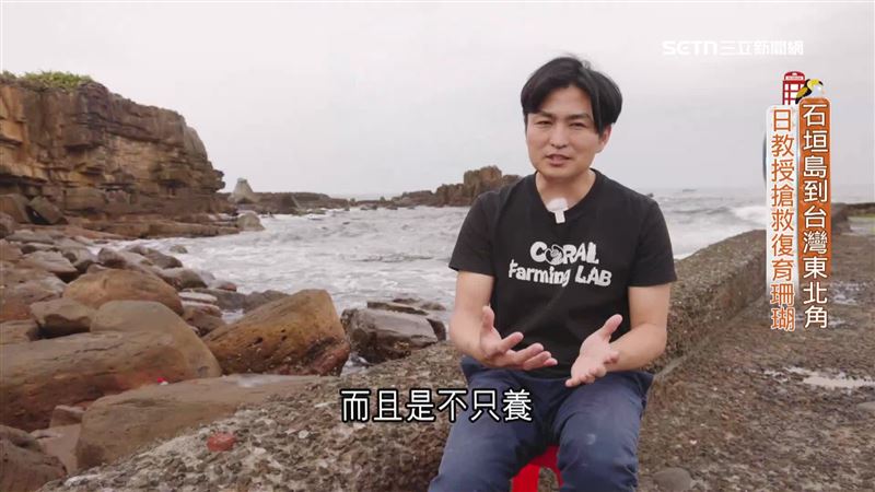 石垣島到東北角　日教授搶救台灣復育珊瑚