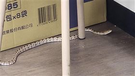 台中市區見毒蛇！1米長「龜殼花」躲超商