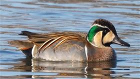 「巴鴨」在日本國內急速增加，成為飛安隱憂。（圖／翻攝自ebird.org）