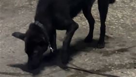 黑狗全身乾癟、瘦弱，被打時一聲不吭，看起來十分令人心疼。（圖／翻攝畫面）