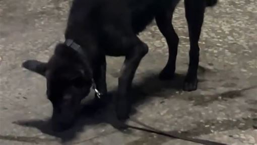 沒牽繩慘了！狗衝鄰居害骨折飼主判拘50天