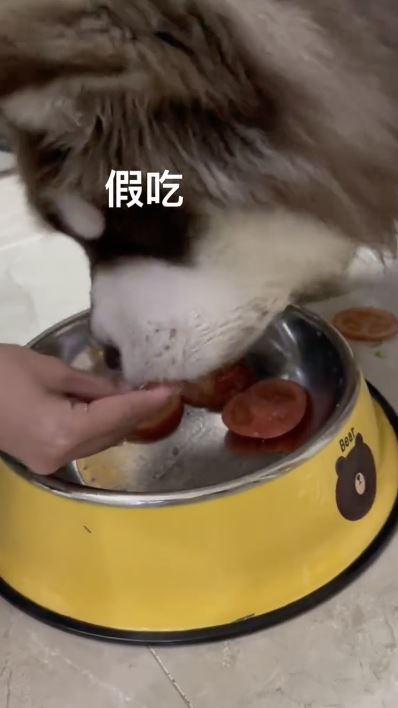中國網友飼養的雪橇犬Lucky「假吃」被發現。(圖/翻攝自微博)