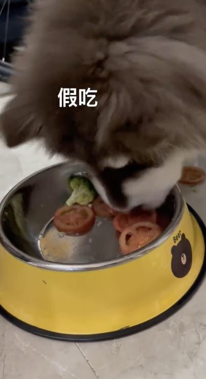 Lucky蕃茄吃進嘴裡後又完整吐出。(圖/翻攝自微博)