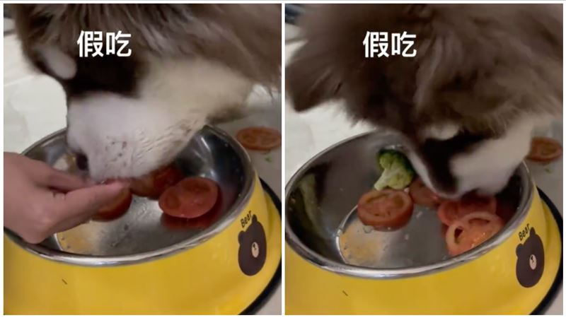 不愛吃蕃茄！阿拉斯加犬「假吃」被抓包
