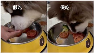 不愛吃蕃茄！阿拉斯加犬「假吃」被抓包