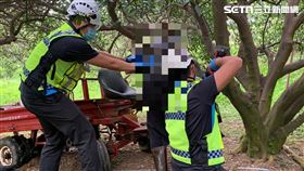 老翁果園工作久未歸　赫見卡樹幹站立死亡(圖/翻攝畫面)