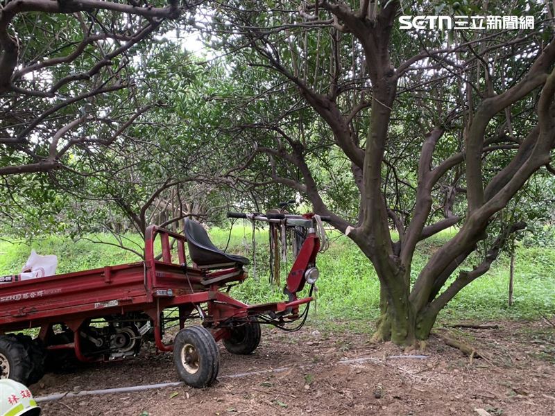 林姓老翁遭夾困於樹木與搬運車之間,無呼吸心跳,送醫後仍不治。(圖/翻攝畫面)