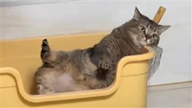 寵物,貓咪,鬆弛,喵星人。（圖／翻攝迷迷貓貓與牠們的產地）