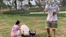 孩子遭大狗追，母質問飼主為牽繩，方竟反嗆小孩怎不栓來。（圖／翻攝自微博）