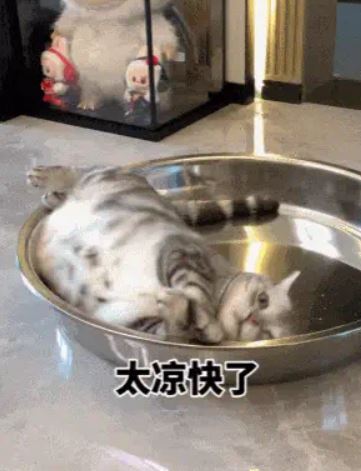 沒想到貓咪一爬進鐵盆就愛上了!(圖/翻攝自微博)