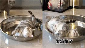 ▲貓（圖／翻攝自微博）