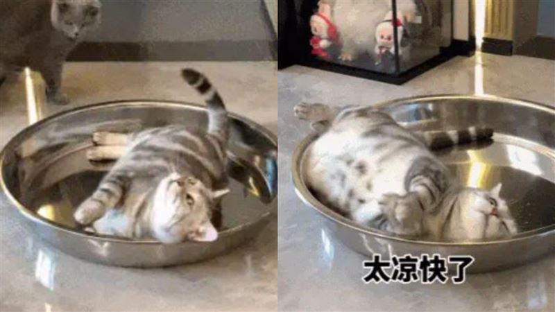 貓咪塞進鐵盆納涼笑翻全網!(圖/翻攝自微博)