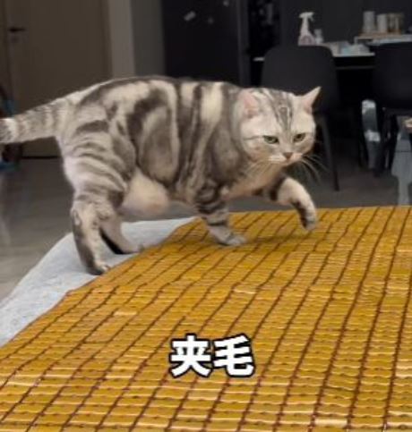 用涼墊、涼席給貓咪降溫,結果老是卡毛卡腳。(圖/翻攝自微博)