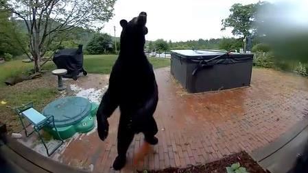 有禮貌的黑熊！牠闖民宅「懂得先按門鈴」