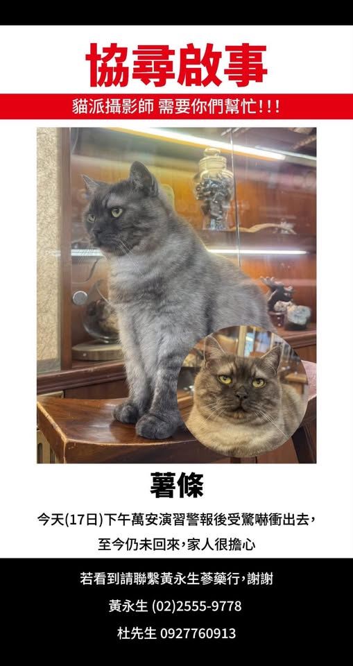 中藥店「黃永生蔘藥行」飼養的貓咪「薯條」被警報嚇跑走失。（圖／翻攝自「貓咪也瘋狂俱樂部CrazyCat Club」臉書）
