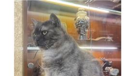 中藥店「黃永生蔘藥行」飼養的貓咪「薯條」被警報嚇跑走失。（圖／翻攝自「貓咪也瘋狂俱樂部CrazyCat Club」臉書）