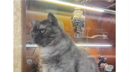 迪化街厭世貓店長走失原因曝…飼主急尋