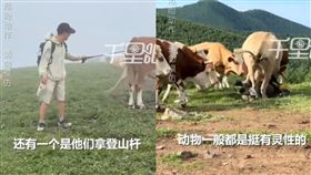餵牛吃牛肉乾還戳屁股！牛群不忍了「圍毆白目陸男」　驚人畫面曝光。（圖／翻攝自微博）