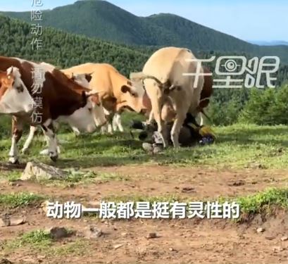 遊客被牛群圍毆。（圖／翻攝自微博）