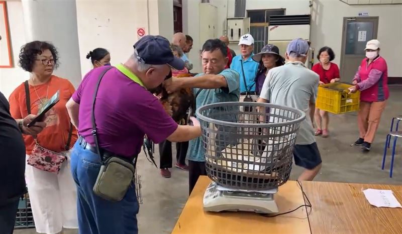 苗栗市聖帝廟舉辦評大雞比賽，秤重前廟方人員用金屬探測器檢測，其中一隻雞竟發出逼逼聲。(圖／翻攝畫面)