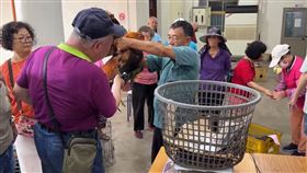 苗栗聖帝廟，評大雞比賽，金屬探測器檢測，一隻雞竟然叫了，(圖／翻攝畫面)