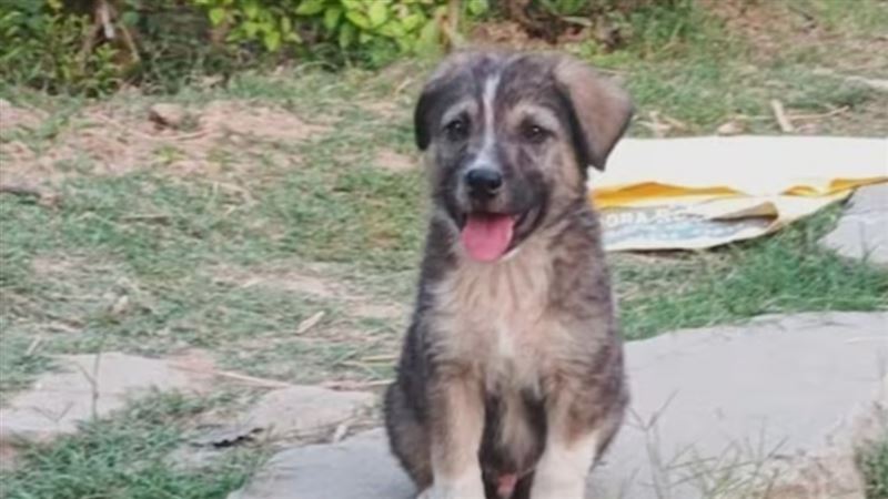 拯救全村的家犬洛基。(圖/翻攝自X)