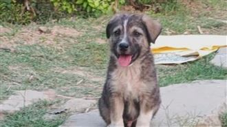 土石流深夜侵襲　寵物犬狂吠示警救全村