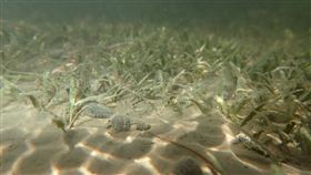 ▲南山人壽與國立中山大學合作海草復育計畫，貝克氏鹽草具有良好碳封存潛力，有助調節海域的二氧化碳量和酸鹼值。（圖／南山人壽提供）