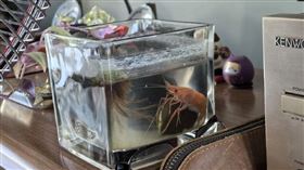 寵物,蝦子,過熱,煮熟,海鮮湯,冷氣,夏天,養蝦（圖／翻攝自微博）