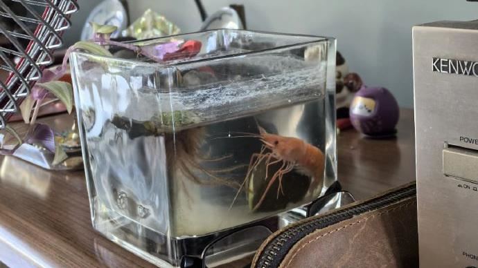 出門關冷氣悲劇！寵物蝦自來熟…變海鮮湯
