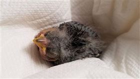 Uber,司機,小鳥,醉漢（圖／翻攝自Wildlife Rehabilitation Center of Northern Utah Facebook）