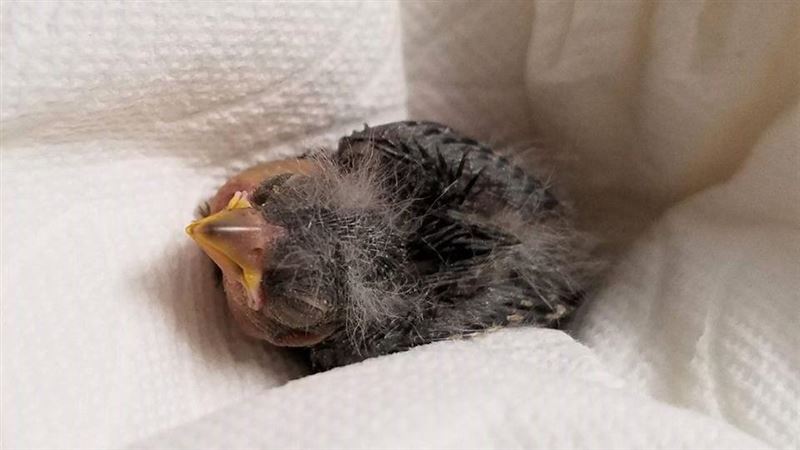 汐止露鳥男昨(18)日晚間遭警方逮捕。(圖/翻攝自Wildlife Rehabilitation Center of Northern Utah Facebook)