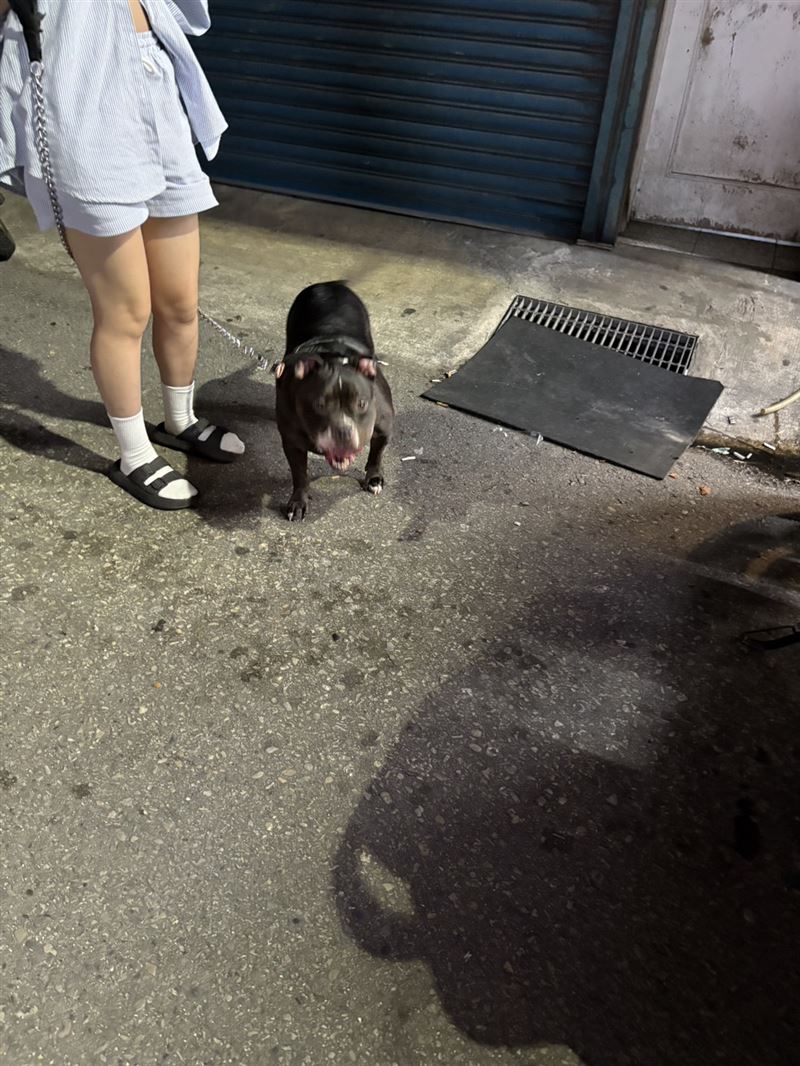 惡霸犬當時有牽繩,但仍咬傷王小姐。(圖/當事人提供)