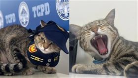 台中貓警長「伍丼么」（圖／翻攝自翁子派出所臉書）