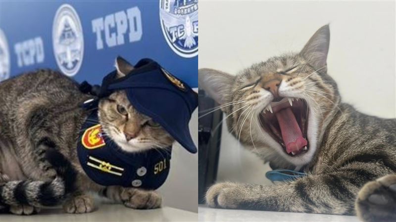 台中貓警長「伍丼么」現況曝光　粉絲不捨