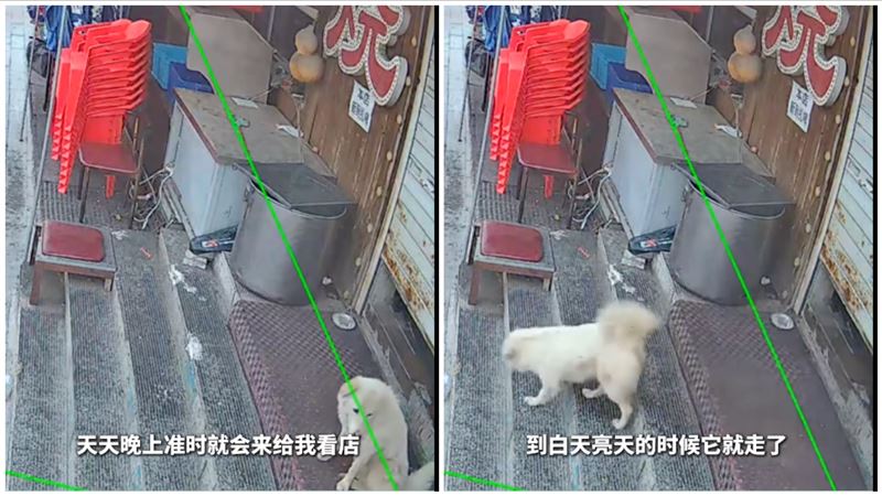 白色浪犬報恩，在深夜幫忙顧店，老闆娘調閱監視器看到這一幕險落淚。（圖／翻攝網易新聞）