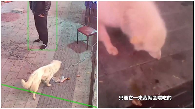 白色浪犬感謝老闆娘餵食，報恩方式暖哭全網：「收養牠」。（圖／翻攝網易新聞）