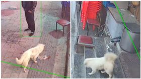 中國,吉林,燒烤店,流浪狗,浪犬,毛小孩,看店