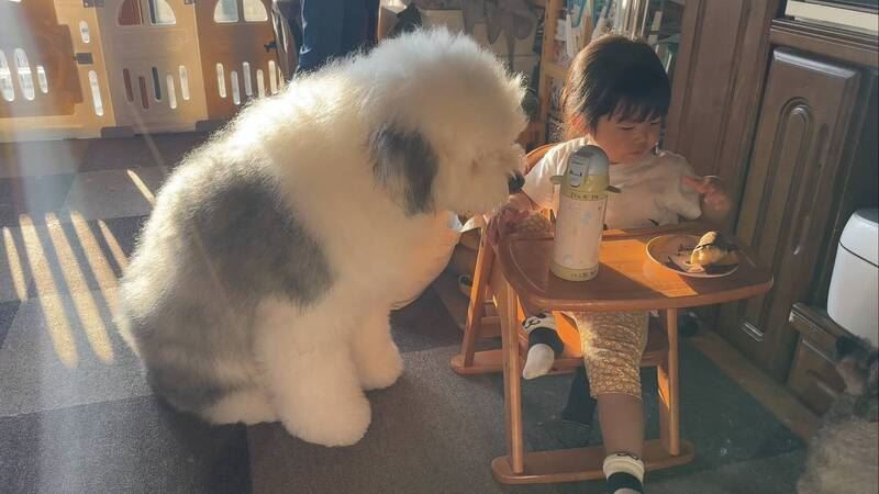 古代牧養犬一直緊盯女兒的早餐，讓飼主又好氣又好笑。（圖／翻攝X@chouchou_the_g）
