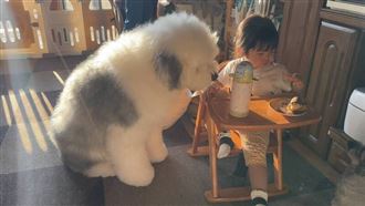 巨型犬超貪吃！「死命緊盯」萌樣曝光