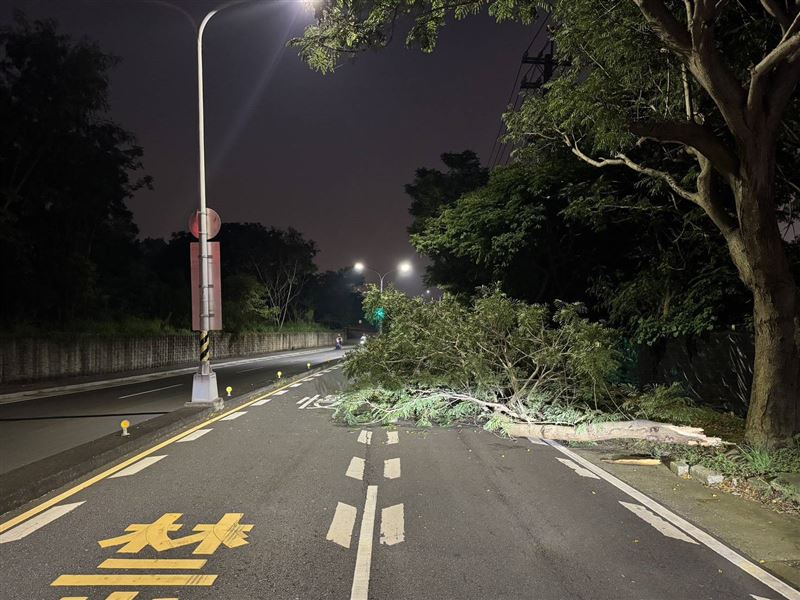台中西屯路三段路樹因不明原因倒塌。（圖／翻攝畫面）