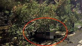 台中又傳路樹倒塌！女遭重擊「人車受困」