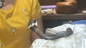 眼鏡蛇,民宅,高雄,鼓山分局